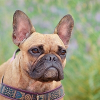 Je tudi vaš pes med njimi? To je 6 pasem, ki veljajo za najdražje