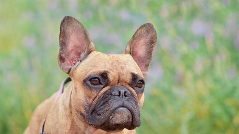 Je tudi vaš pes med njimi? To je 6 pasem, ki veljajo za najdražje