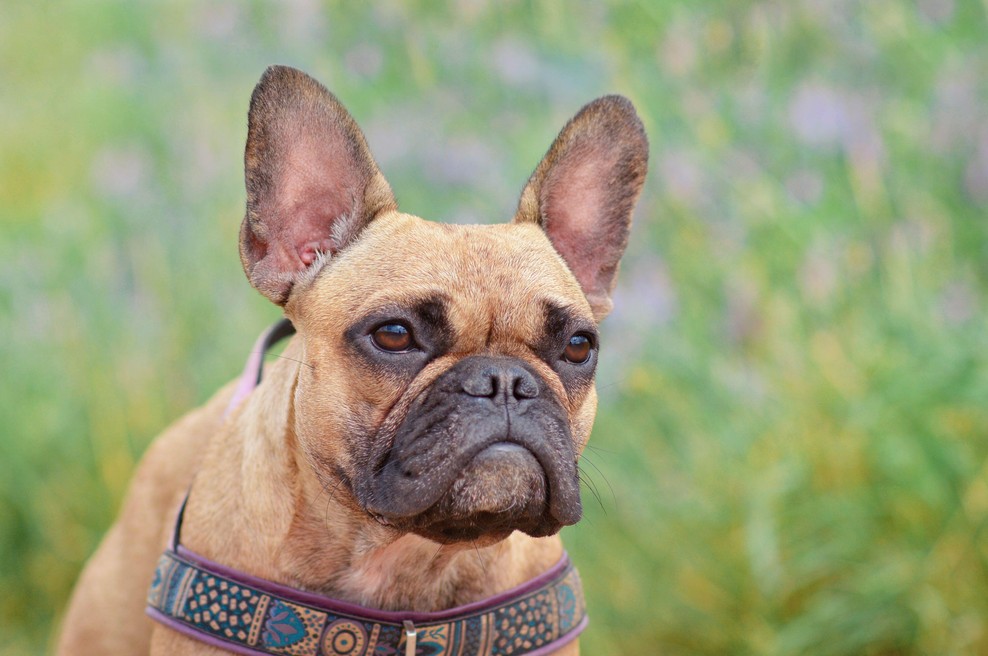 Je tudi vaš pes med njimi? To je 6 pasem, ki veljajo za najdražje (foto: Profimedia)