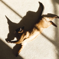 Kaj pomeni, če se mačka pretegne pred vami?