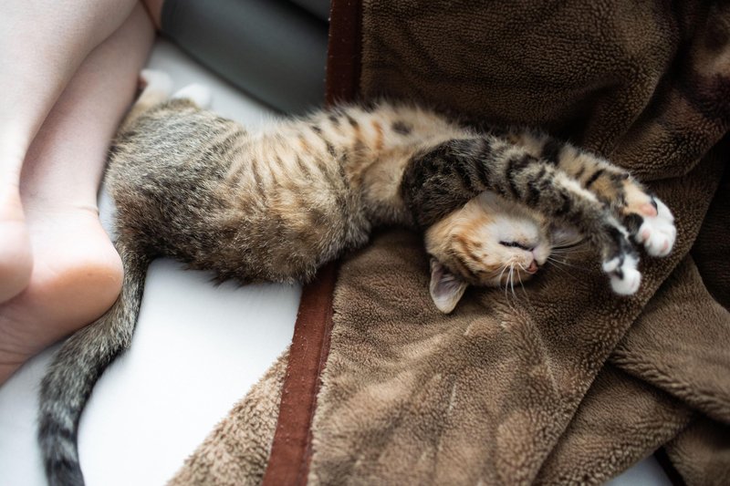 Kaj pomeni, če se mačka pretegne pred vami?