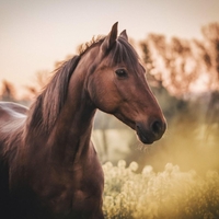 Prihaja kitajsko novo leto in leto ognjenega konja: "Napredek ni v tem, da tečemo hitreje, temveč da tečemo v pravo smer."