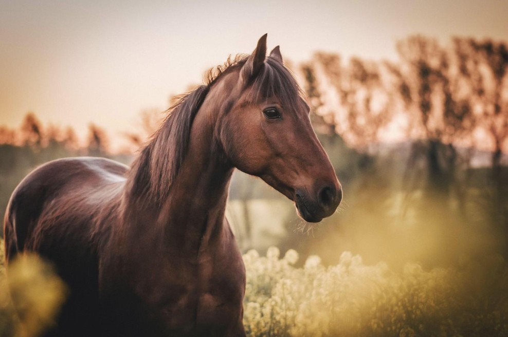 Prihaja kitajsko novo leto in leto ognjenega konja: "Napredek ni v tem, da tečemo hitreje, temveč da tečemo v pravo smer." (foto: profimedia)