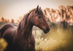 Prihaja kitajsko novo leto in leto ognjenega konja: "Napredek ni v tem, da tečemo hitreje, temveč da tečemo v pravo smer."