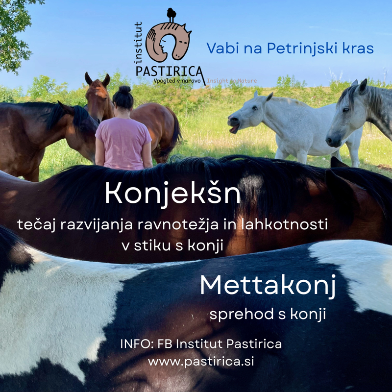 Umetnost ravnotežja skozi stik s konjem