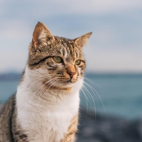 Ljudje, ki ne marajo mačk, imajo razlog za resen razmislek