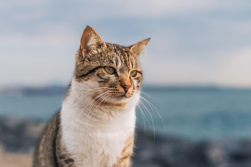 Ljudje, ki ne marajo mačk, imajo razlog za resen razmislek (foto: profimedia)