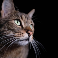 Našli smo najboljšega life coacha – ga že imate doma?