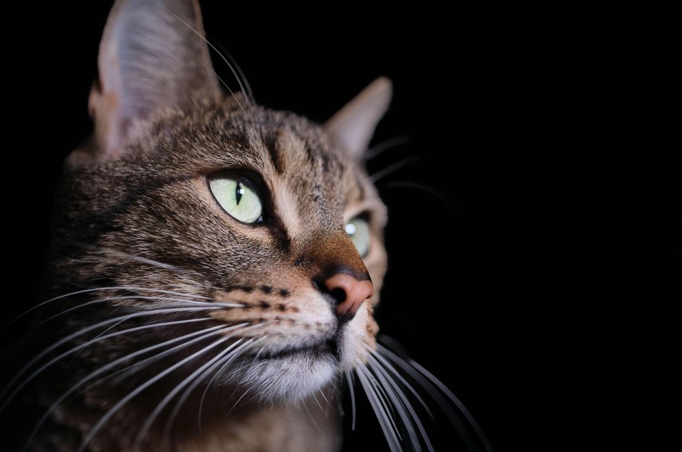 Našli smo najboljšega life coacha – ga že imate doma? (foto: profimedia)