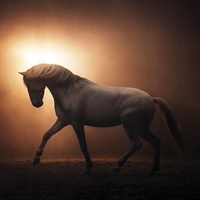 Kakšne energije prinaša leto v znamenju jang ognjenega konja?