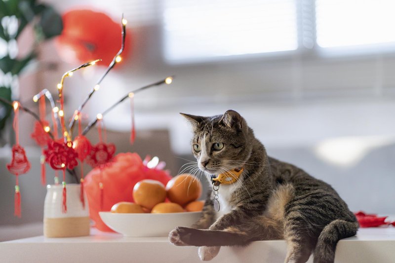 Kaj obeta novo lunarno leto v znamenju konja – in kako ga pravilno začeti