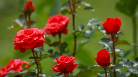 Po vrtnicah že februarja obvezno potresite to: preprosta stvar, ki jo imamo doma vsi in jo pogosto zavržemo, v resnici prispeva k bujnemu vrtu