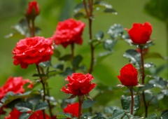 Po vrtnicah že februarja obvezno potresite to: preprosta stvar, ki jo imamo doma vsi in jo pogosto zavržemo, v resnici prispeva k bujnemu vrtu