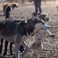 Zakaj so pasji parki odsvetovani? Strokovnjak opozarja na potencialne nevarnosti