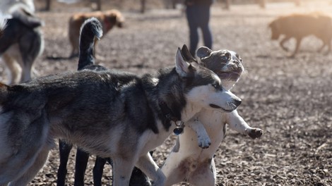 Zakaj so pasji parki odsvetovani? Strokovnjak opozarja na potencialne nevarnosti