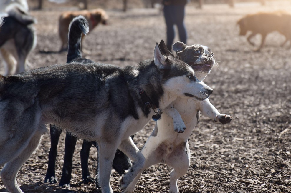 Zakaj so pasji parki odsvetovani? Strokovnjak opozarja na potencialne nevarnosti (foto: Profimedia)