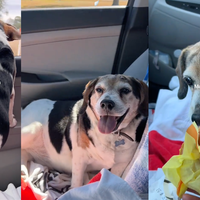 Video, ki je raznežil splet: pes je na svoj zadnji dan izpolnil vse s svojega "seznama želja"