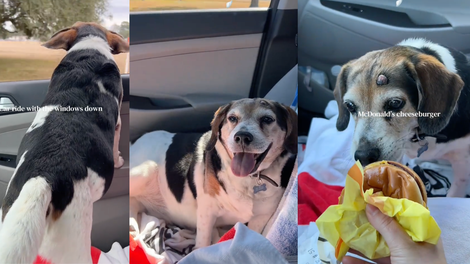 Video, ki je raznežil splet: pes je na svoj zadnji dan izpolnil vse s svojega "seznama želja"