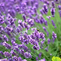 Sivka bo rasla bolje, če ji marca dodate ta kuhinjski ostanek