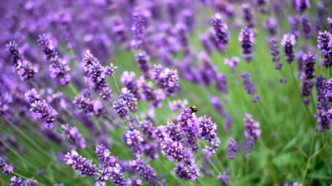 Sivka bo rasla bolje, če ji marca dodate ta kuhinjski ostanek