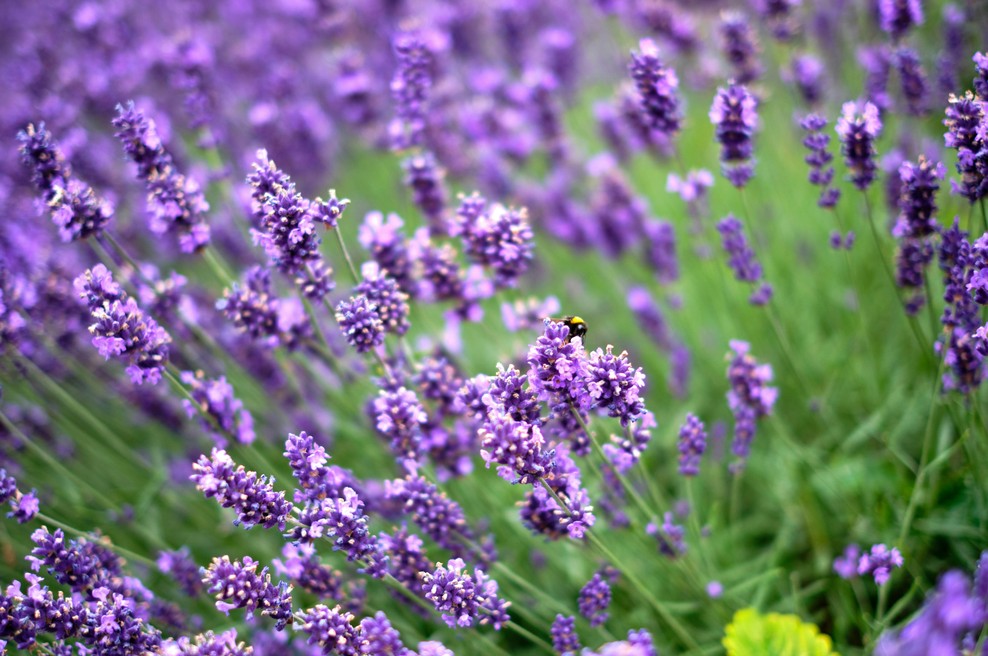 Sivka bo rasla bolje, če ji marca dodate ta kuhinjski ostanek (foto: Unsplash)