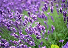 Sivka bo rasla bolje, če ji marca dodate ta kuhinjski ostanek