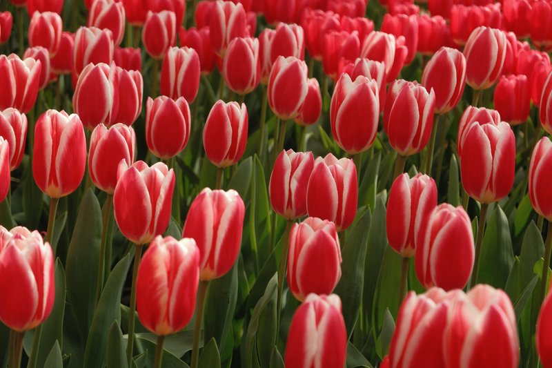 Tulipani so stoletja skrivali skrivnost – znanstveniki so jo zdaj končno razvozlali