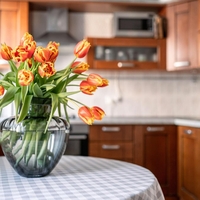 Tulipani so stoletja skrivali skrivnost – znanstveniki so jo zdaj končno razvozlali