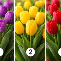 Katera barva tulipanov vas najbolj privlači? Odgovor razkriva, kaj prevladuje v vašem značaju