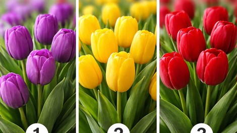 Katera barva tulipanov vas najbolj privlači? Odgovor razkriva, kaj prevladuje v vašem značaju