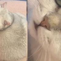 Splet je povsem navdušen nad to mačko: na kaj vas spominja?