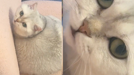 Splet je povsem navdušen nad to mačko: na kaj vas spominja?