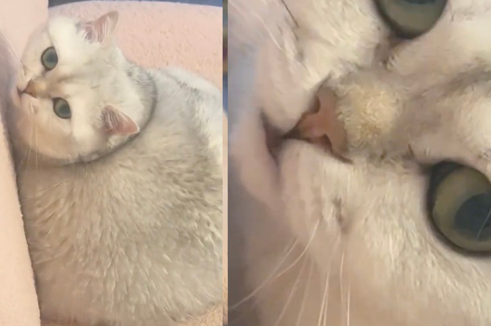 Splet je povsem navdušen nad to mačko: na kaj vas spominja? (foto: Tiktok @bettyboogie / Posnetek zaslona)