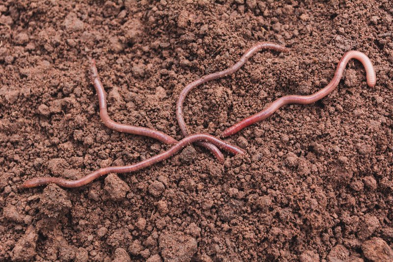 Brez njih bi človeštvo težko preživelo: 5 živali, ki za naš obstoj igrajo pomembno vlogo