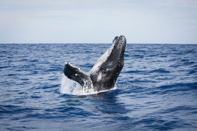 Brez njih bi človeštvo težko preživelo: 5 živali, ki za naš obstoj igrajo pomembno vlogo