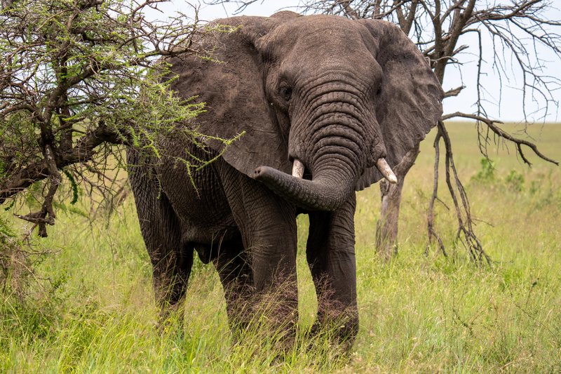 Brez njih bi človeštvo težko preživelo: 5 živali, ki za naš obstoj igrajo pomembno vlogo