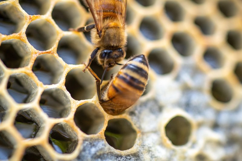 Brez njih bi človeštvo težko preživelo: 5 živali, ki za naš obstoj igrajo pomembno vlogo