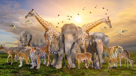 Brez njih bi človeštvo težko preživelo: 5 živali, ki za naš obstoj igrajo pomembno vlogo