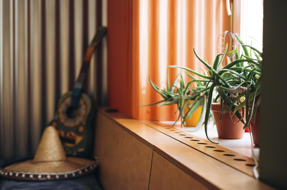 5 razlogov, zakaj je dobro imeti aloe vero doma (in zakaj ji pravijo rastlina življenja) (foto: profimedia)