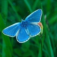 Strašljiva zgodba o modrem metulju: "Ko ljudje nočejo povedati, kje so pokopali človeške ostanke, spregovori narava."