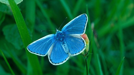 modri metulj