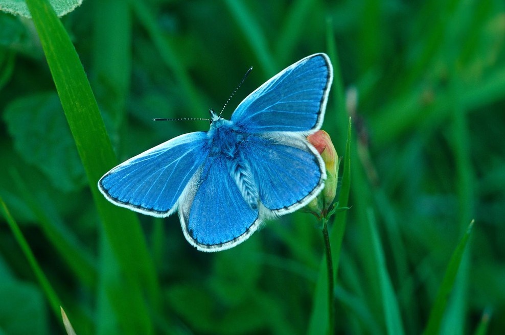 Strašljiva zgodba o modrem metulju: "Ko ljudje nočejo povedati, kje so pokopali človeške ostanke, spregovori narava." (foto: profimedia)