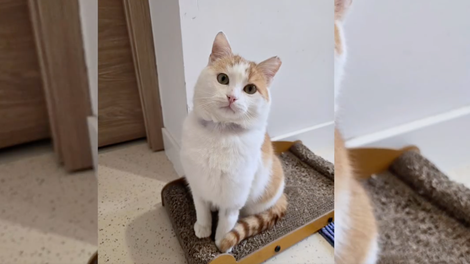 Muca so rešili iz popolne kome, danes je živ in zdrav – a občina meni, da je to prevelik strošek