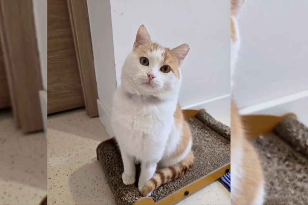 Muca so rešili iz popolne kome, danes je živ in zdrav – a občina meni, da je to prevelik strošek (foto: Posnetek zaslona Zavod Muri)