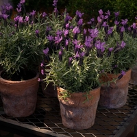 Če želite v dom povabiti več sreče, v korita posadite te 3 rože