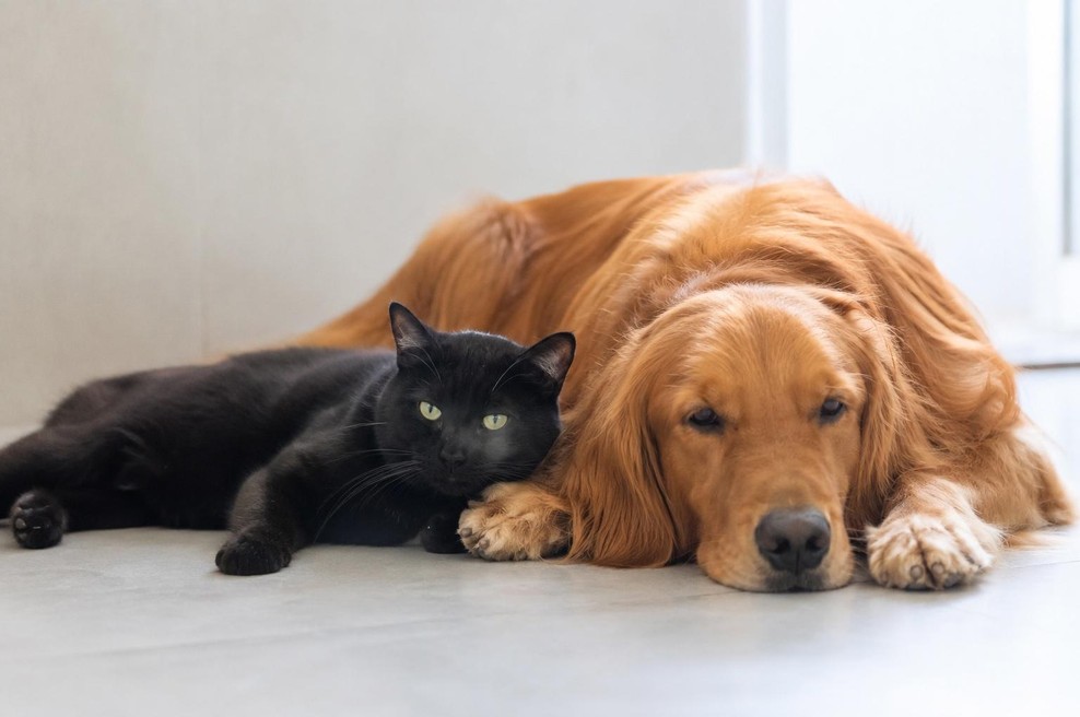 Ste v partnerskem odnosu črna mačka ali zlati prinašalec? (foto: ai)
