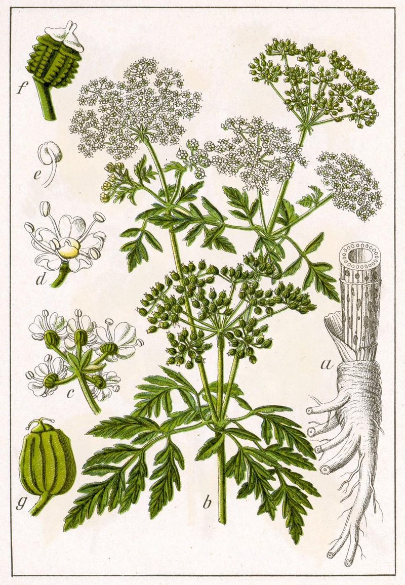 Conium maculatum pikasti mišjak