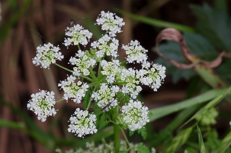 Conium maculatum pikasti mišjak