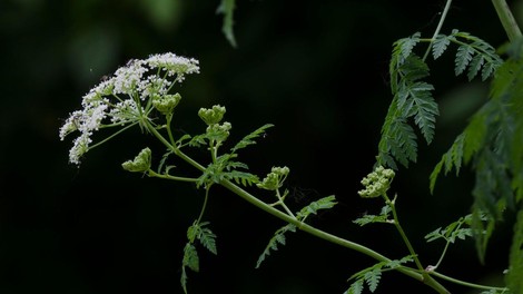 Conium maculatum pikasti mišjak