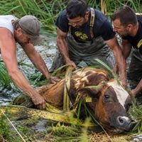 Gasilci rešili kravo, nato pa sledila še ganljiva gesta, ki je navdušila splet